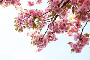 Flor de cerezo